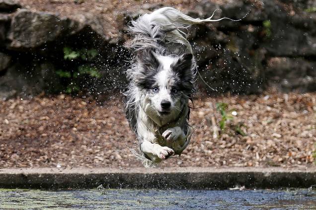 Cachorro chamado Tilly se joga na água do Parque Enfield Town em Londres, Inglaterra - 27/07/2018 Cachorro chamado Tilly se joga na água do Parque Enfield Town em Londres, Inglaterra - 27/07/2018