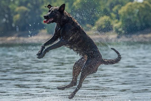 Cachorro brinca no rio Rhine em Biebesheim, Alemanha - 31/07/2018 Cachorro brinca no rio Rhine em Biebesheim, Alemanha - 31/07/2018
