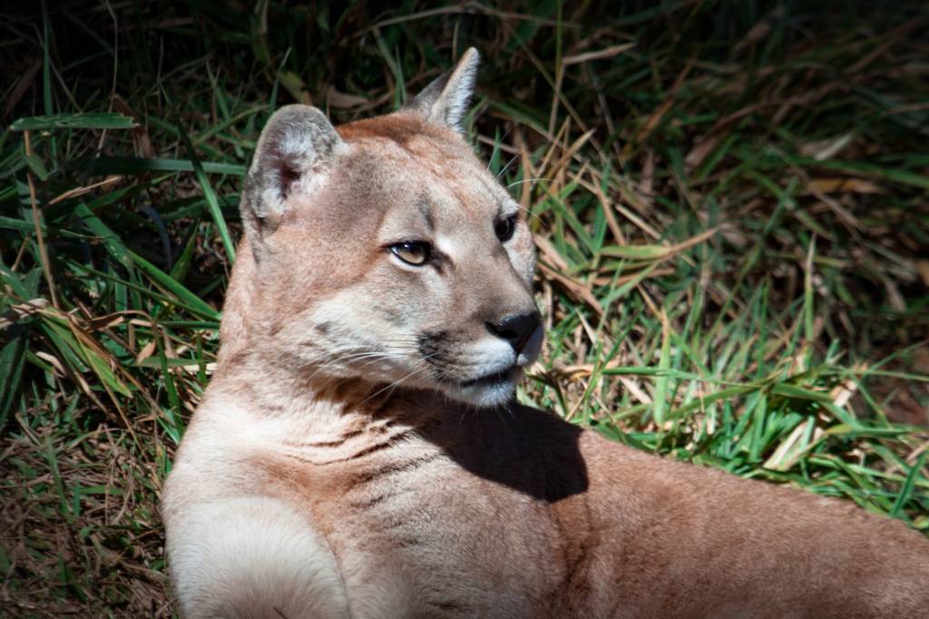 Onça é flagrada dentro da Apae no Paraná