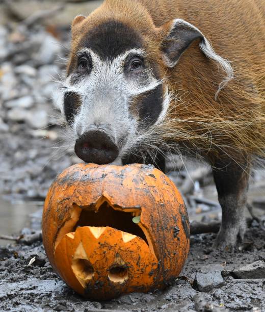 Um porco-vermelho africano aproveita uma abóbora recheada de guloseimas que recebeu no zoológico de Hanover, na Alemanha - 25/10/2018