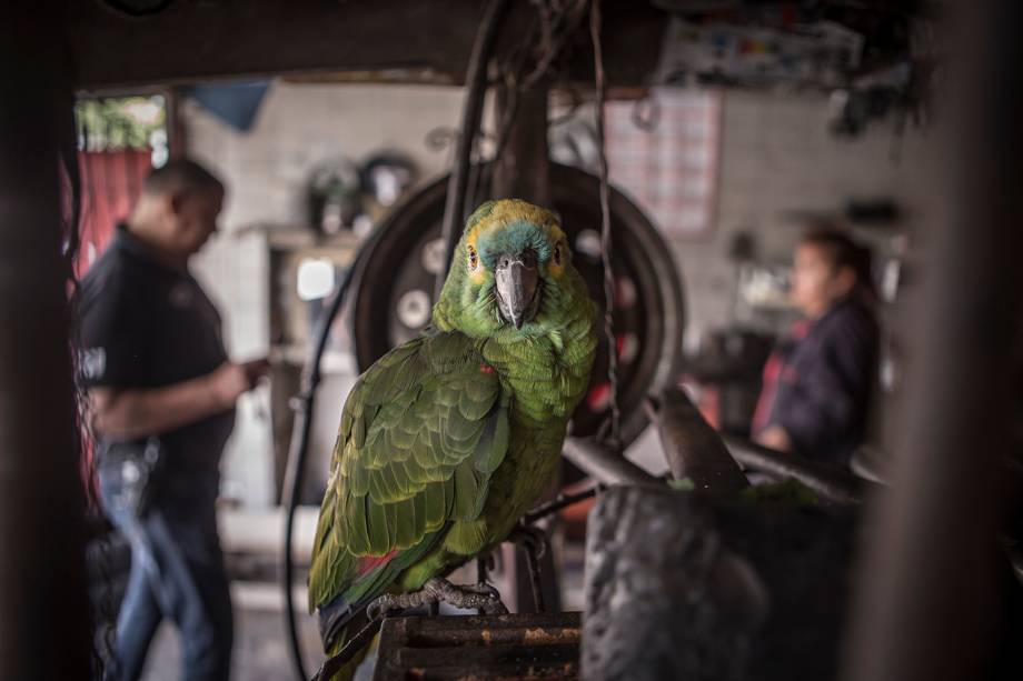 A maioria é capturada no nordeste e abastece os mercados dos estados de São Paulo e Rio de Janeiro