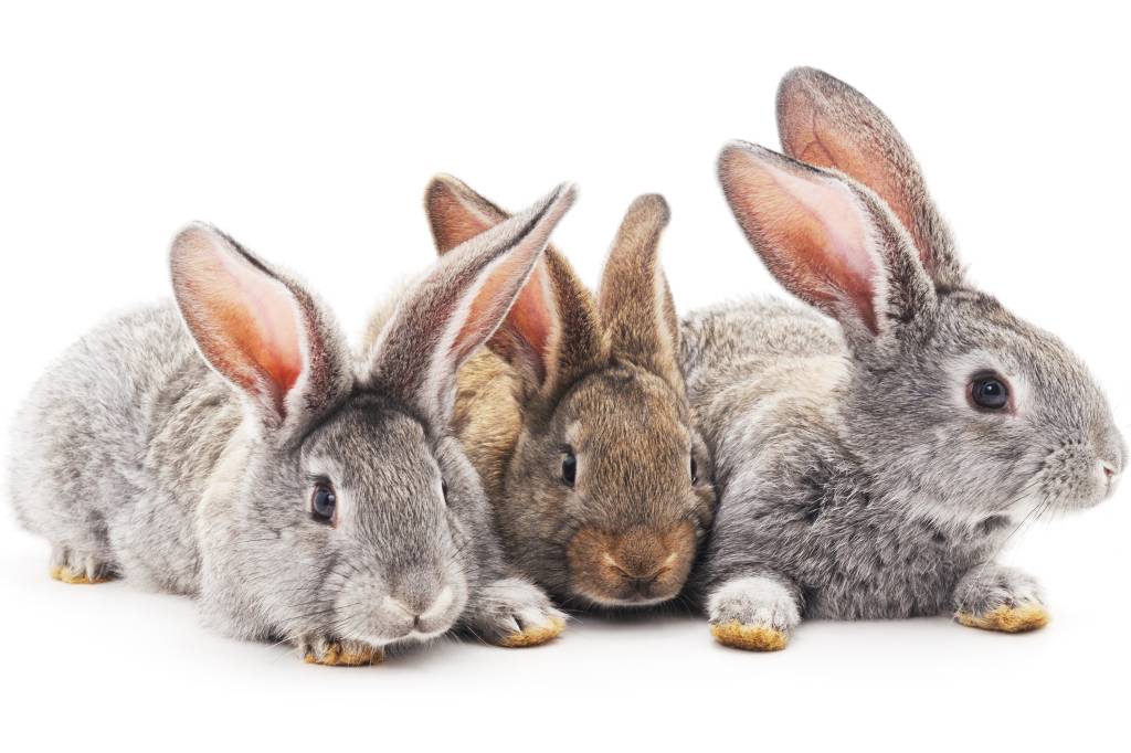 Felizes aniversários