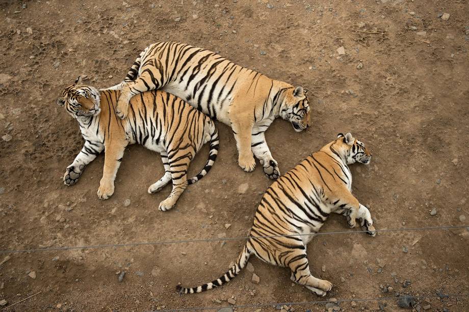 Tigres siberianos descansam no Siberiatiger Park Hengdaohezi, em Mudanjiang, na China -  25/08/2017