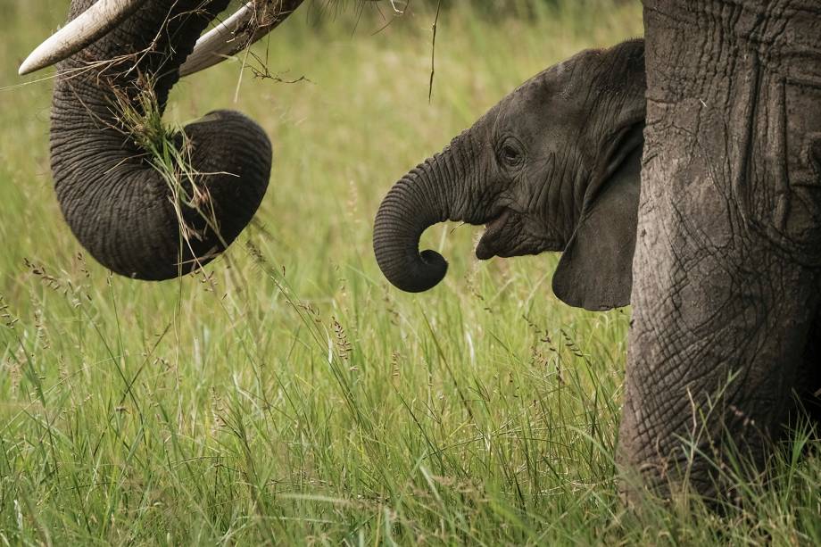 Filhote de elefante é visto na Reserva Nacional de Masai Mara, no sul do Quênia - 24/01/2018