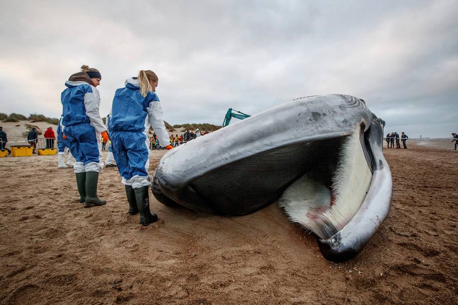 A foto de 25 de outubro mostra o cadáver de uma baleia na praia em De Haan, Bélgica