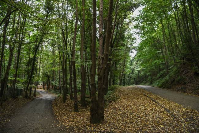 Floresta de Belgrado