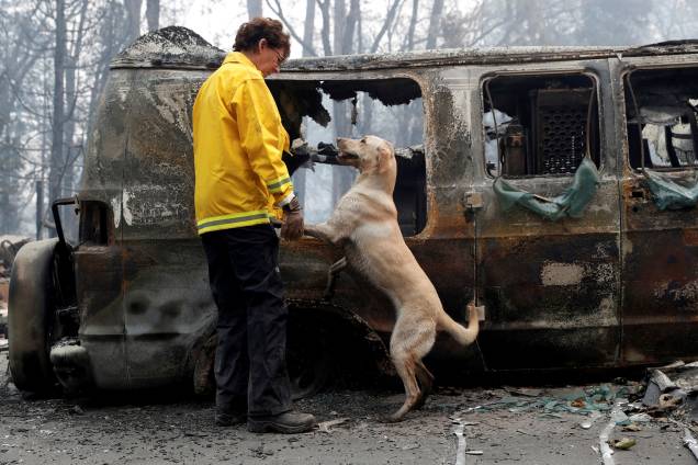 Cão auxilia na identificação de corpos em uma van destruída pelo incêndio Camp Fire em Paradise, na Califórnia - 14/11/2018 Cão auxilia na identificação de corpos em uma van destruída pelo incêndio Camp Fire em Paradise, na Califórnia - 14/11/2018