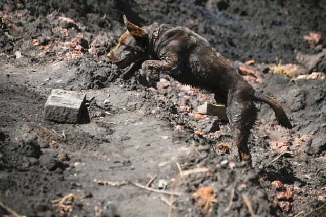 Chewbacca, cão utilizado pelos bombeiros em resgates, auxilia na busca por vítimas após o rompimento de barragem da mineradora Vale, em Brumadinho (MG) - 31/01/2019 Chewbacca, cão utilizado pelos bombeiros em resgates, auxilia na busca por vítimas após o rompimento de barragem da mineradora Vale, em Brumadinho (MG) - 31/01/2019