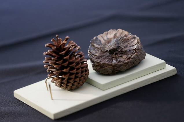 Fóssil de uma pinha encontrada na Antártica vai para exposição 'Quando Nem Tudo era Gelo', organizada pelo Museu Nacional e exposta no Centro Cultural Casa da Moeda, no Rio - 16/01/2019 Fóssil de uma pinha encontrada na Antártica vai para exposição 'Quando Nem Tudo era Gelo', organizada pelo Museu Nacional e exposta no Centro Cultural Casa da Moeda, no Rio - 16/01/2019