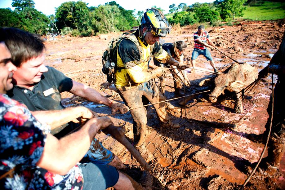 Equipes de resgate e voluntarios tentam fazer o salvamento de uma vaca parcialmente soterrada na lama.