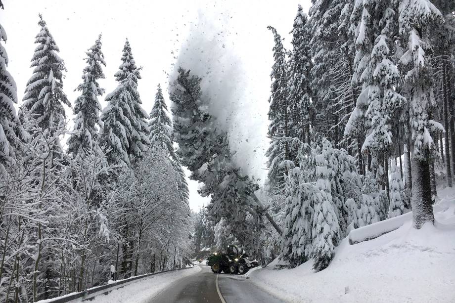 Trabalhadores derrubam uma árvore coberta de neve próximo a uma estrada local em Altenberg, na Alemanha - 11/01/2019