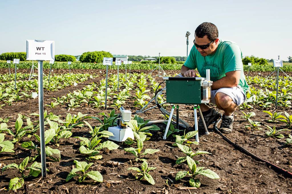 Turbinando a fotossíntese