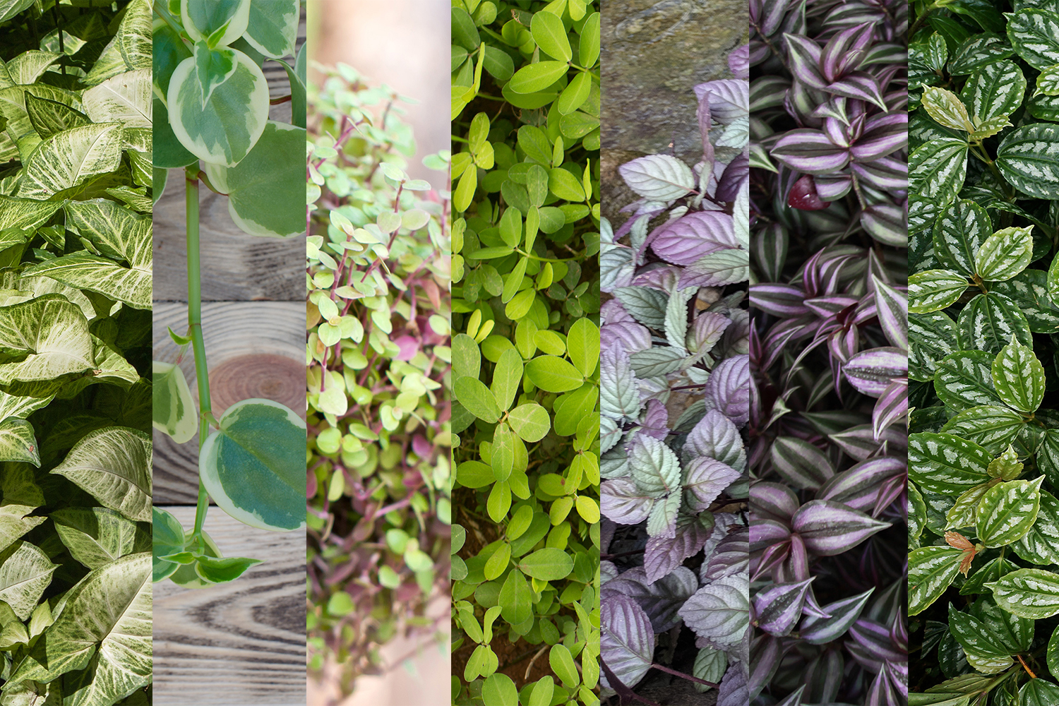 A arte dos tapetes vegetais