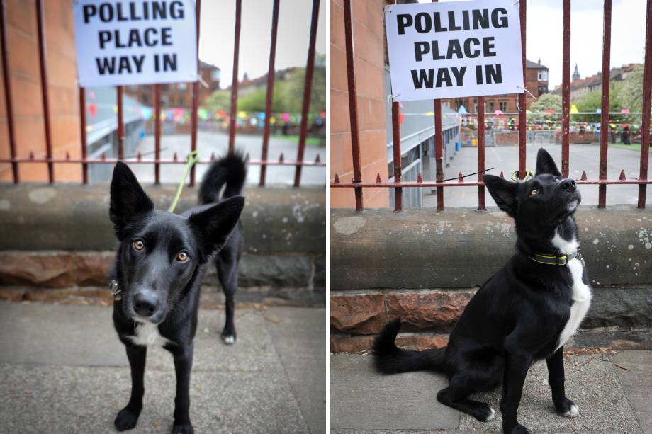 Cachorro amarrado do lado de fora de um colégio eleitoral na escola primária de Notre Dame em Glasgow - 23/05/2019