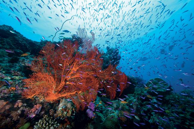 Great-Barrier-Reef-Australia-5.jpg AMEAÇA PROFUNDA - Nos oceanos, colônias inteiras de corais foram devastadas; o impacto também atingiu tubarões