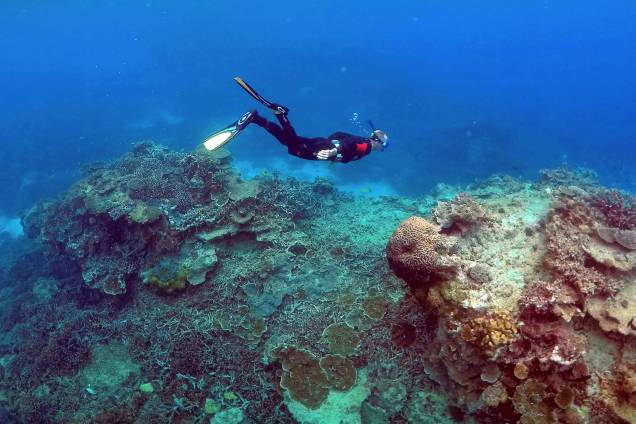 Homem mergulha em uma área chamada de "Coral Gardens" perto de Lady Elliot Island, na grande barreira de corais, a nordeste da cidade de Bundaberg em Queensland, Austrália Homem mergulha em uma área chamada de "Coral Gardens" perto de Lady Elliot Island, na grande barreira de corais, a nordeste da cidade de Bundaberg em Queensland, Austrália