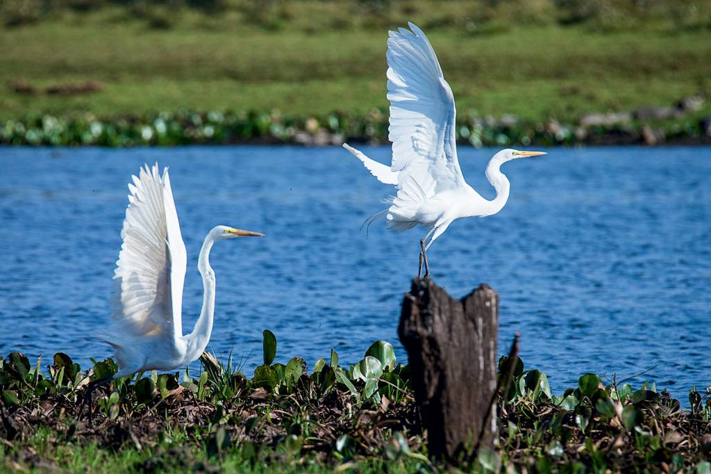 PANTANAL—GARÇAS-676.jpg PANTANAL—GARÇAS-676.jpg