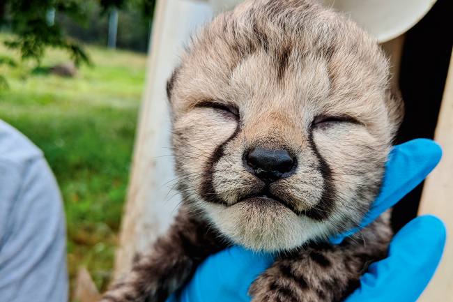 CHEETA CHEETA
