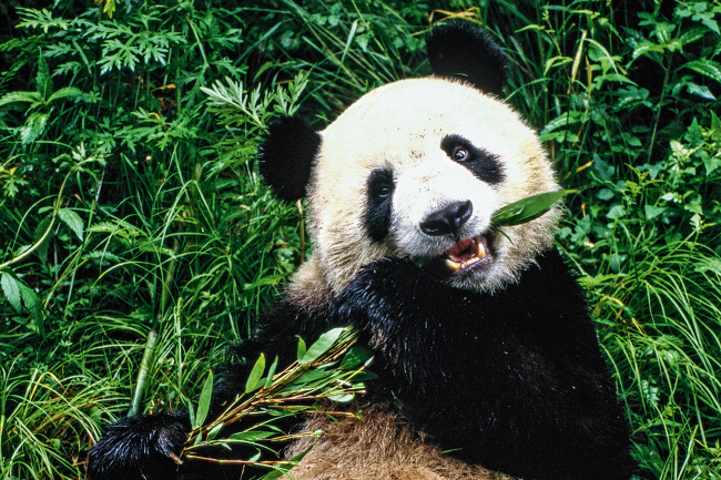 PANDA-GIGANTE PANDA-GIGANTE