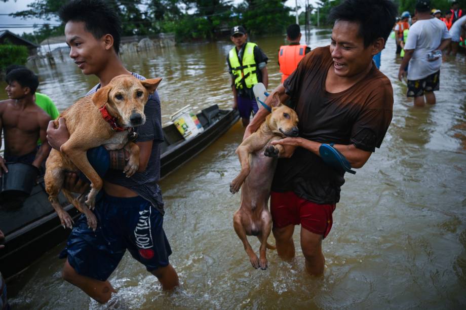 Moradores ajudam seus cães durante alagamento, em Mon State. Tropas de Mianmar foram enviadas para as regiões atingidas pelas enchentes no dia 11 de agosto para ajudar nos esforços de socorro depois que o aumento das águas deixou milhares de pessoas abandonadas. Moradores ajudam seus cães durante alagamento, em Mon State. Tropas de Mianmar foram enviadas para as regiões atingidas pelas enchentes no dia 11 de agosto para ajudar nos esforços de socorro depois que o aumento das águas deixou milhares de pessoas abandonadas.