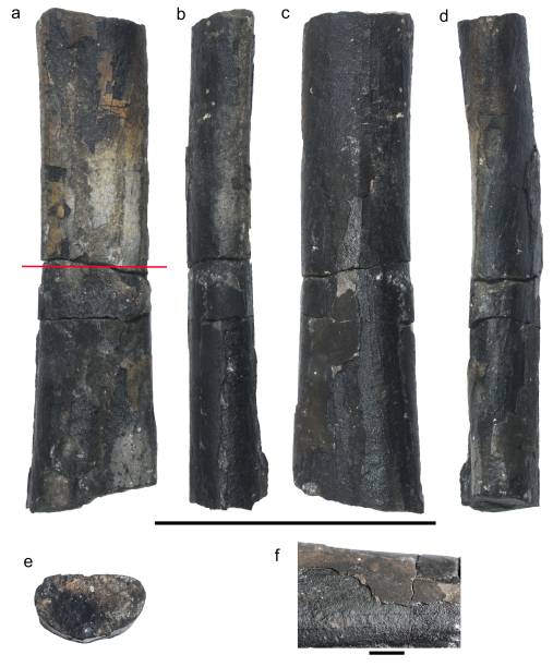 Ossos encontrados na Península Antártica