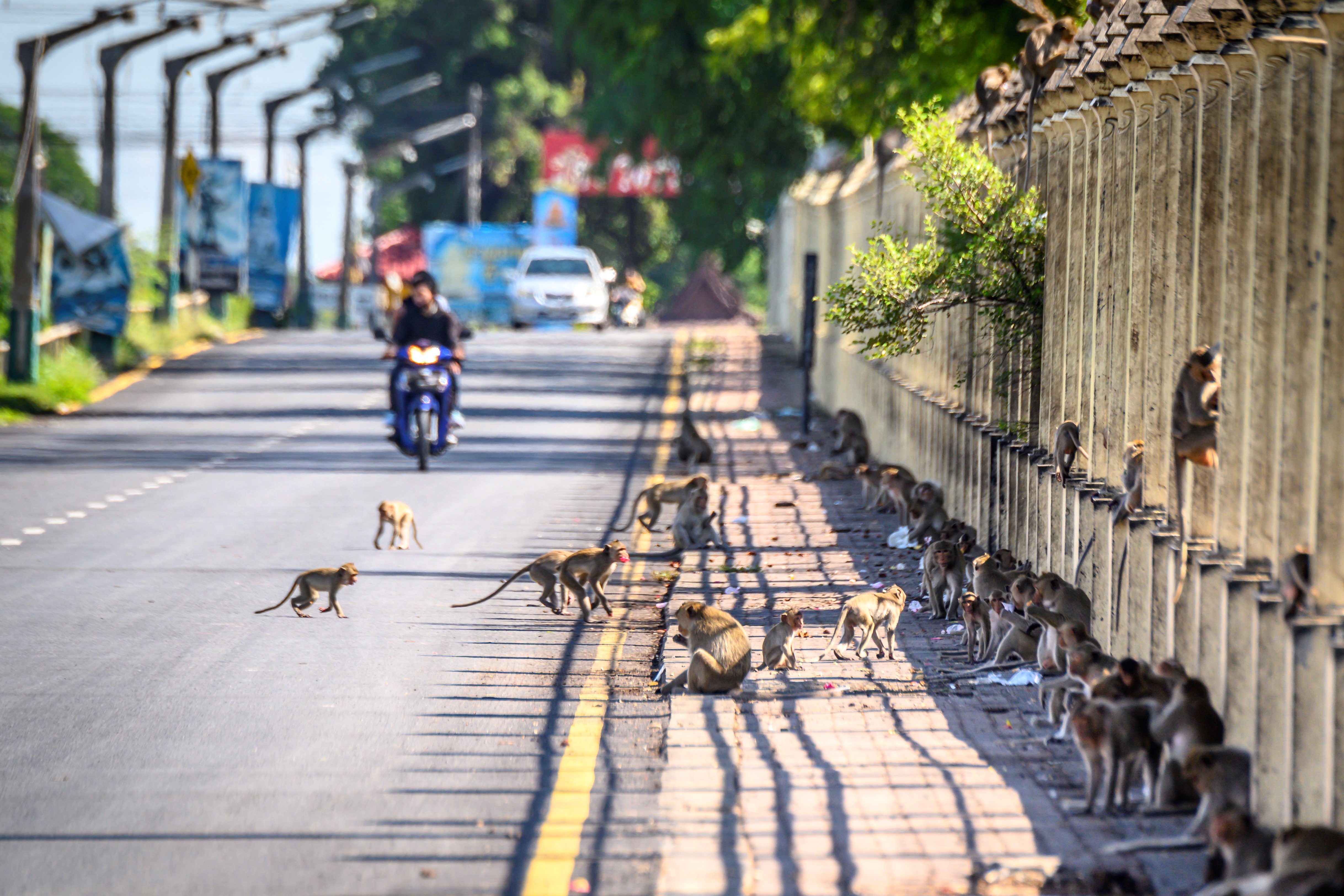 Na Tailândia, outra pandemia: macacos tomam cidade e intimidam população