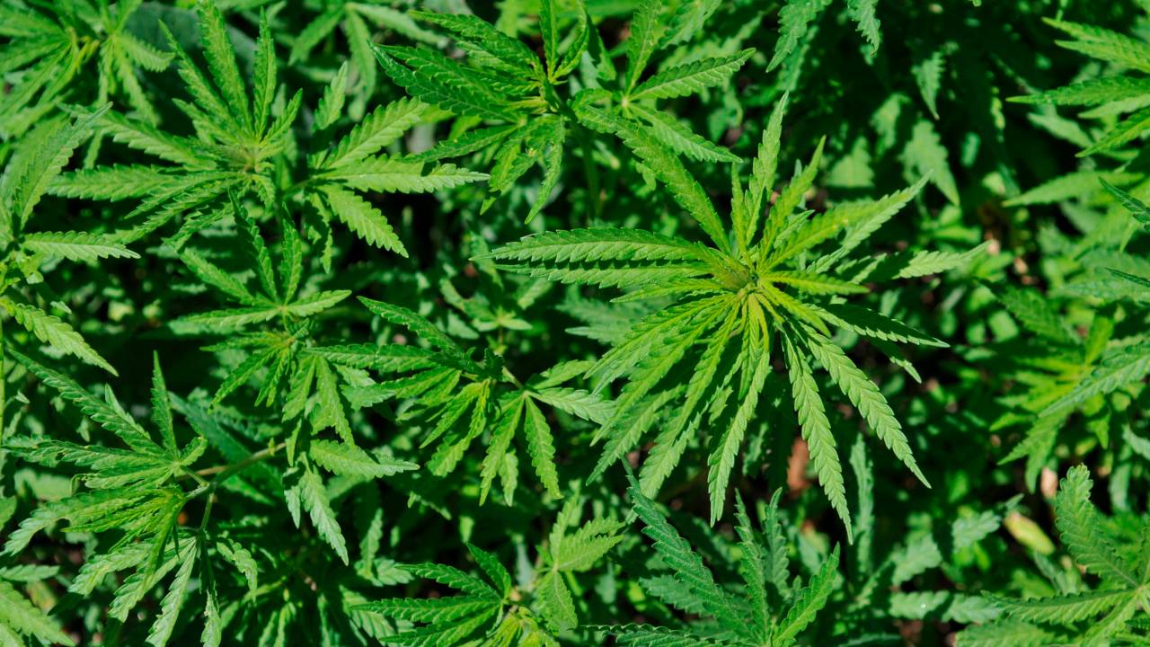 Wild cannabis. (Photo by: BSIP/Universal Images Group via Getty Images)