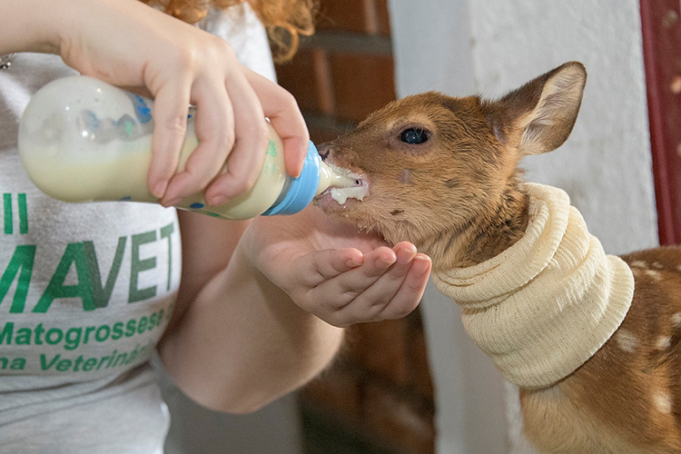 VEADO-CAMPEIRO Médicos veterinários alimentam o animal intoxicado pela fumaça na região de Poconé