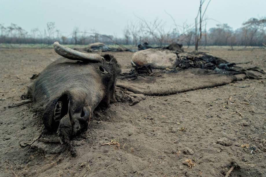 PORTO JOFRE Cabeça de um animal queimada