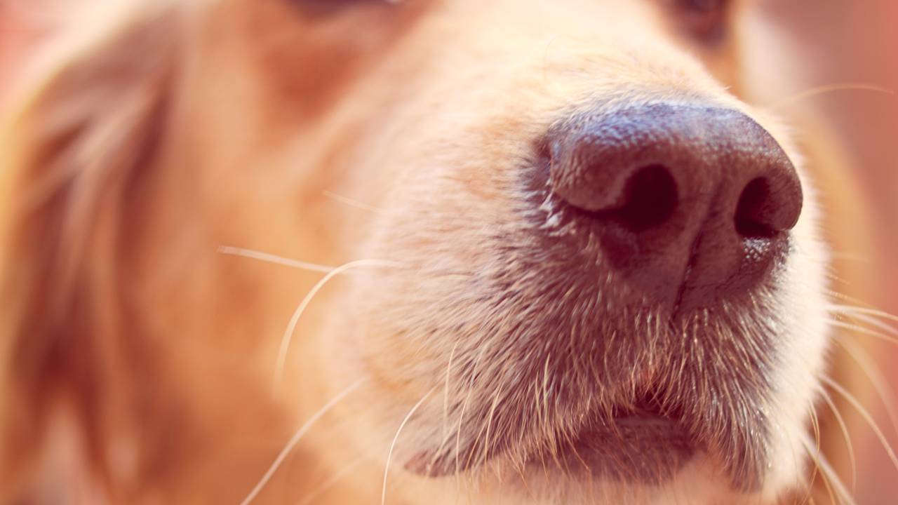 Cachorro farejador