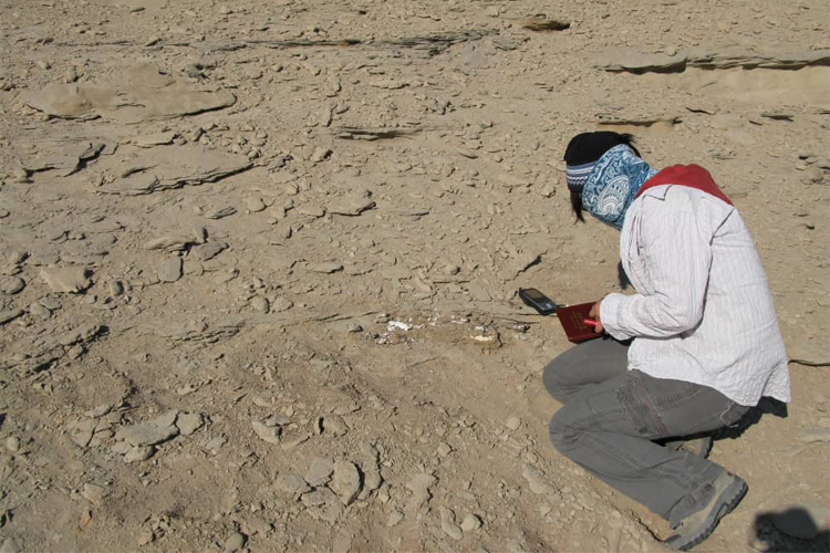 Museu Nacional e instituto chinês descobrem novas espécies de dinossauros
