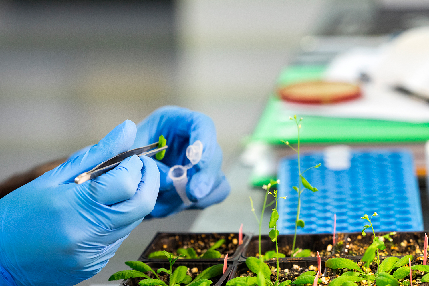 POTENCIAL - Árvores de babaçu no Maranhão: indústrias apostam na biodiversidade brasileira -