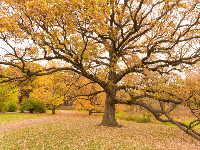 Carvalho antigo no Morton Arboretum