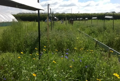 Artificial heaters hanging above the experimental plots, raising local temperature by 1.5 ºC to simulate global warming.