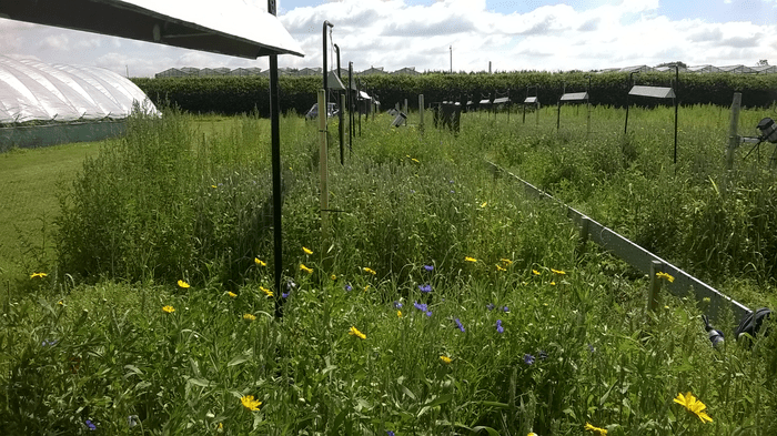 Artificial heaters hanging above the experimental plots, raising local temperature by 1.5 ºC to simulate global warming.