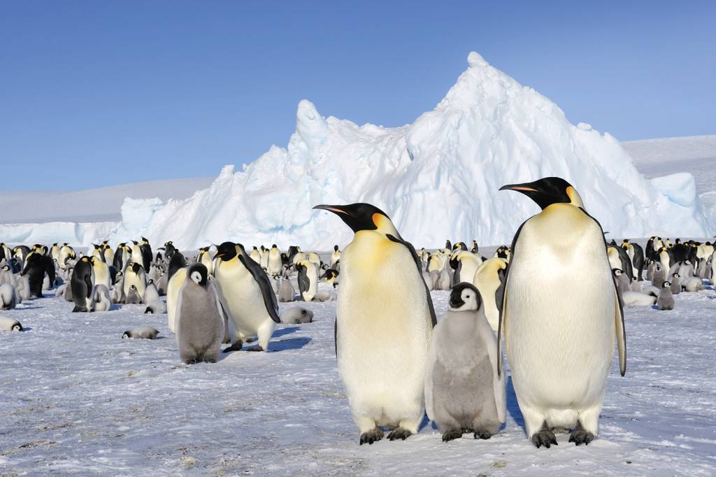 GettyImages-453765652.jpg RISCO IMEDIATO - Pinguins em marcha: as colônias estão cada vez menores -