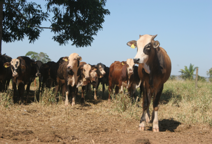 Gado em uma fazenda que implementou práticas sustentáveis de produção