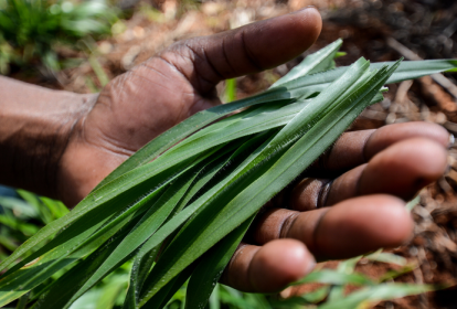 A livestock farmers in the district of Lushoto, in the Tanga region of Tanzania, holds an improved Brachiaria grass that has potential to increase soil carbon.