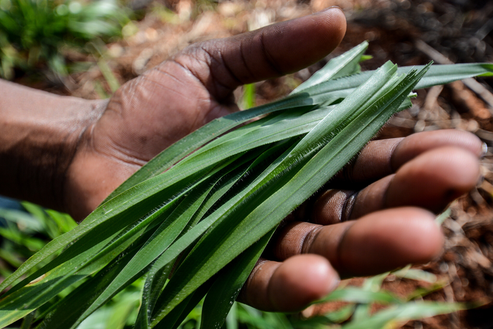 A livestock farmers in the district of Lushoto, in the Tanga region of Tanzania, holds an improved Brachiaria grass that has potential to increase soil carbon.