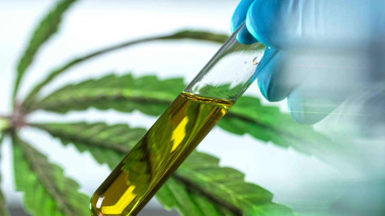Planta de cannabis e frasco com canabidio