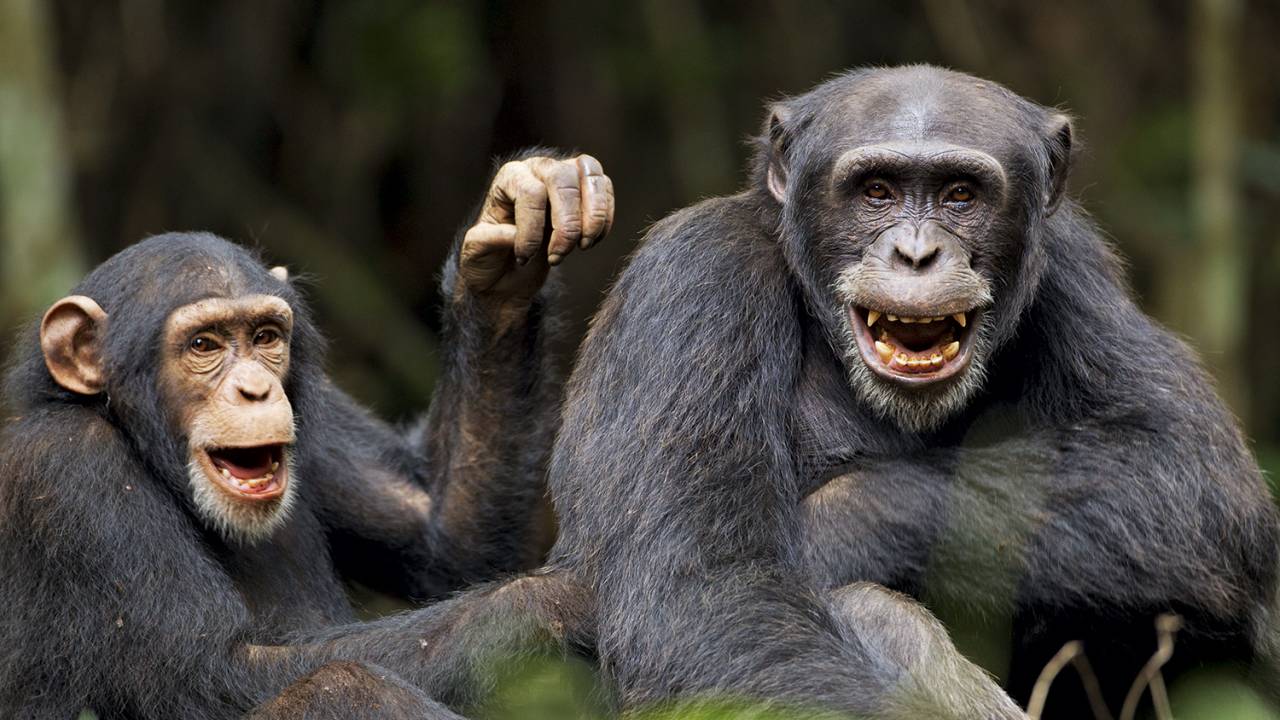 RETÓRICA - Os primatas “conversando”: eles emitem sons que são combinados e ordenados de forma hábil -