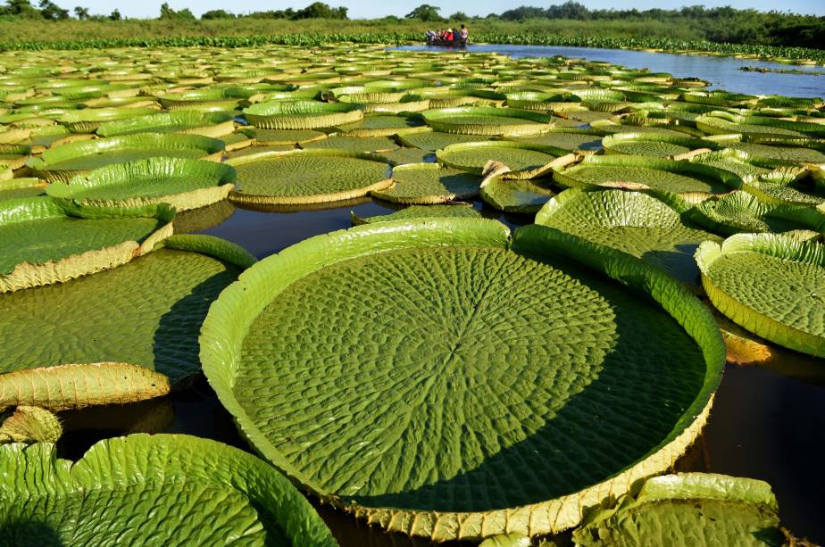 Victoria Régia, planta típica da Floresta Amazônica, muito encontrada nos afluentes do Rio Negro e Rio Amazonas. 28/05/2020.