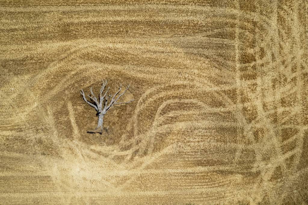 GettyImages-1412144098.jpg PERDA AGRÍCOLA - Plantação de trigo na Espanha: calor intenso e falta de água afetaram a safra de grãos no continente -
