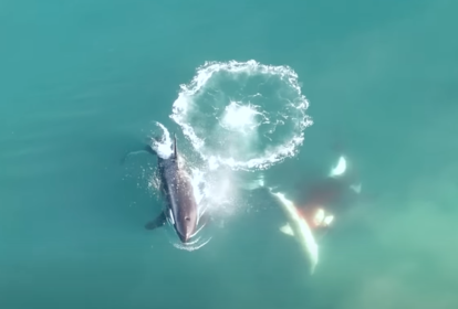 Orcas comem tubarões brancos em Mossel Bay, África do Sul. 06/10/2022