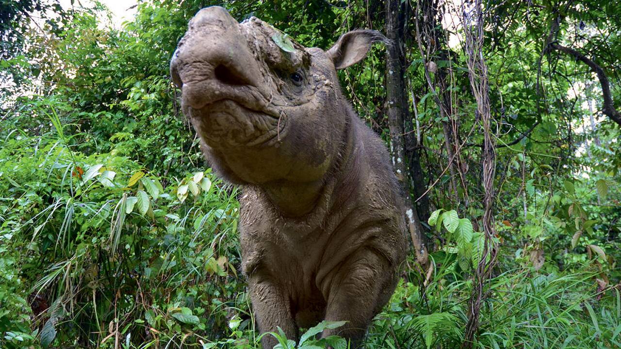 NA SELVA - Kertam em Bornéu: células epiteliais do último exemplar macho da Malásia foram preservadas -