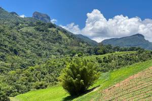 Vinhedo Villa Santa Maria: sete variedades de uva para vinho nacional