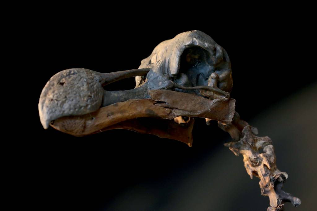 Dodo skeleton sale FÓSSIL - Crânio intacto: o processo de reviver aves é mais difícil -