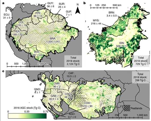 Estoque de carbono modelado em 2018 em florestas em recuperação (degradadas e secundárias) nas três regiões: (a) Amazônia, (b) Bornéu, e (c) Congo