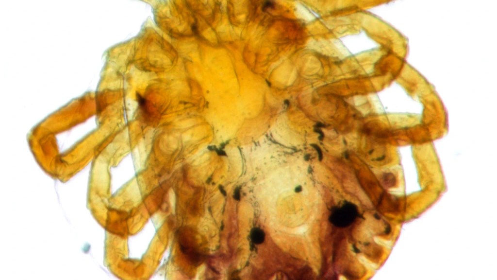 Febre maculosa: devemos nos preocupar?