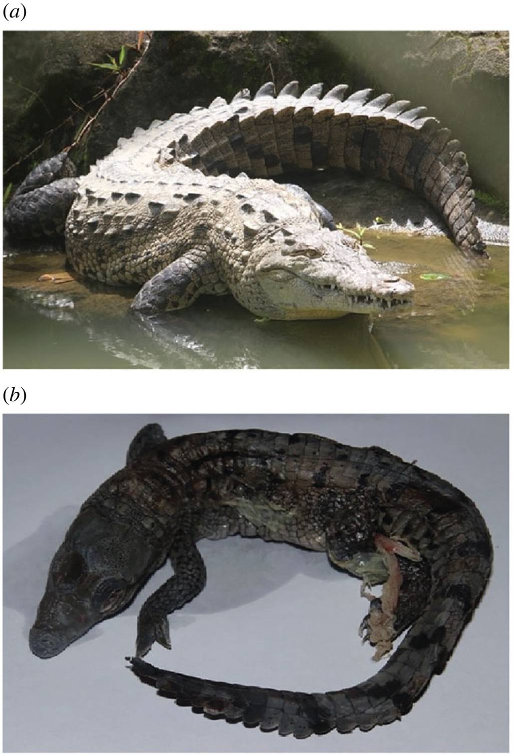 rsbl20230129f01 a) crocodilo fêmea que conseguiu se reproduzir individualmente; b) feto formado com material genético idêntico ao da mãe